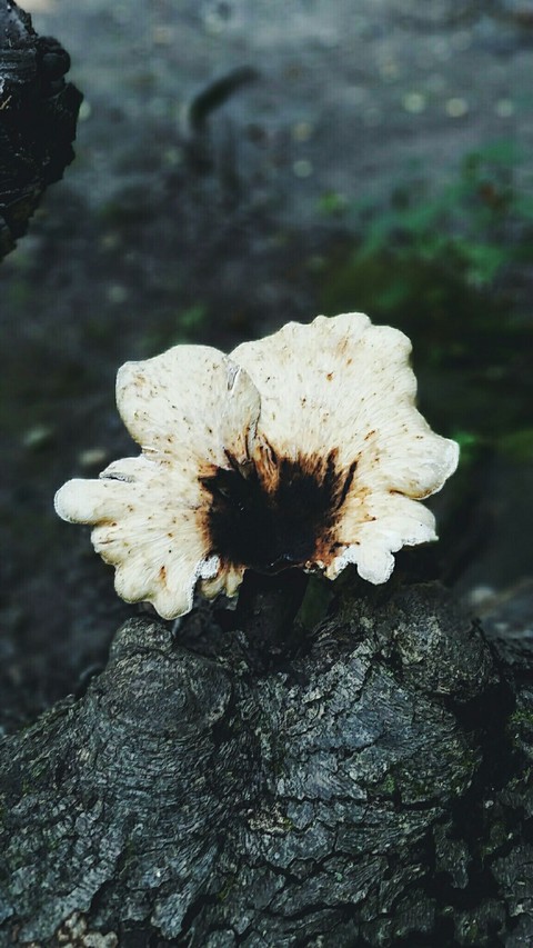 Funky Fungi