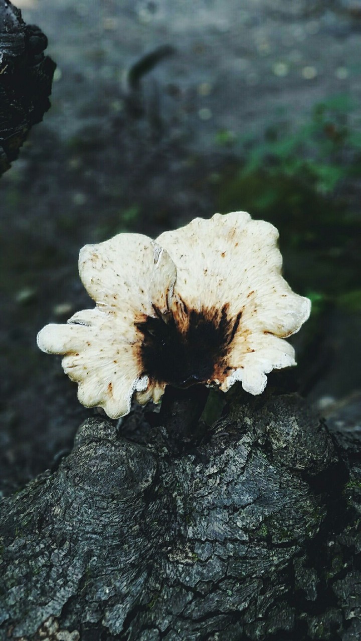 Funky Fungi