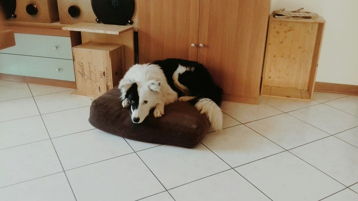 cuccioli
