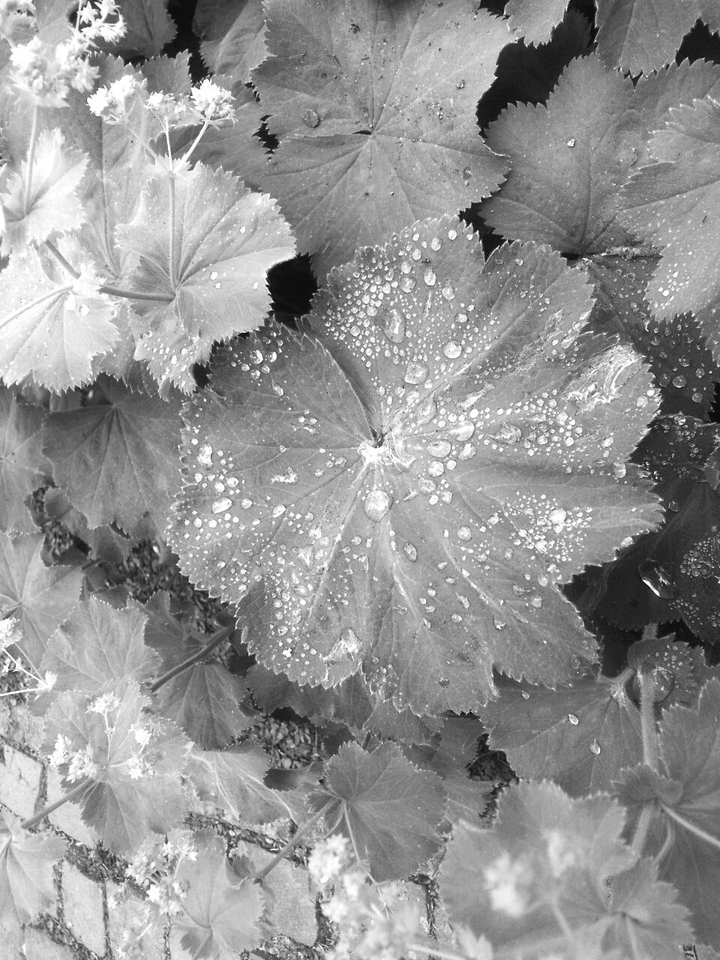 Waterdrops on leaf