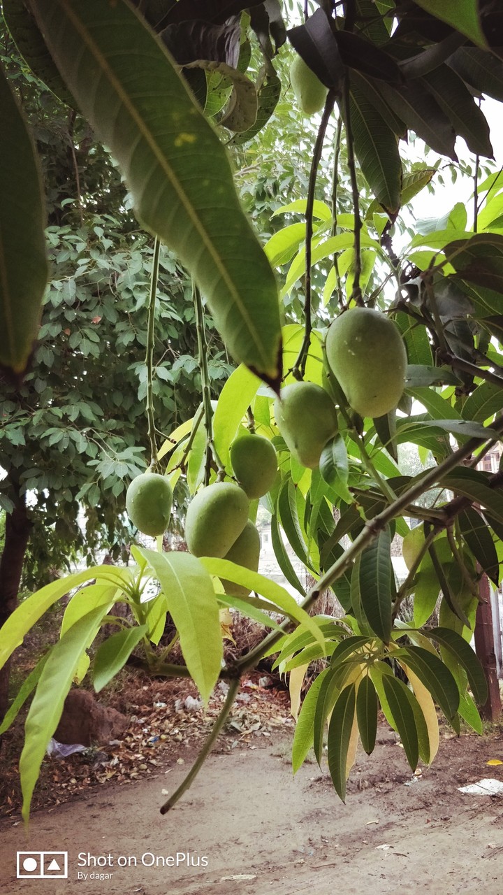 mango