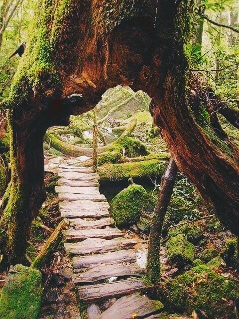 JUNGLE