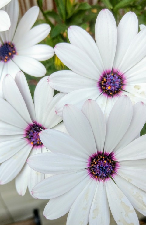 Daises.