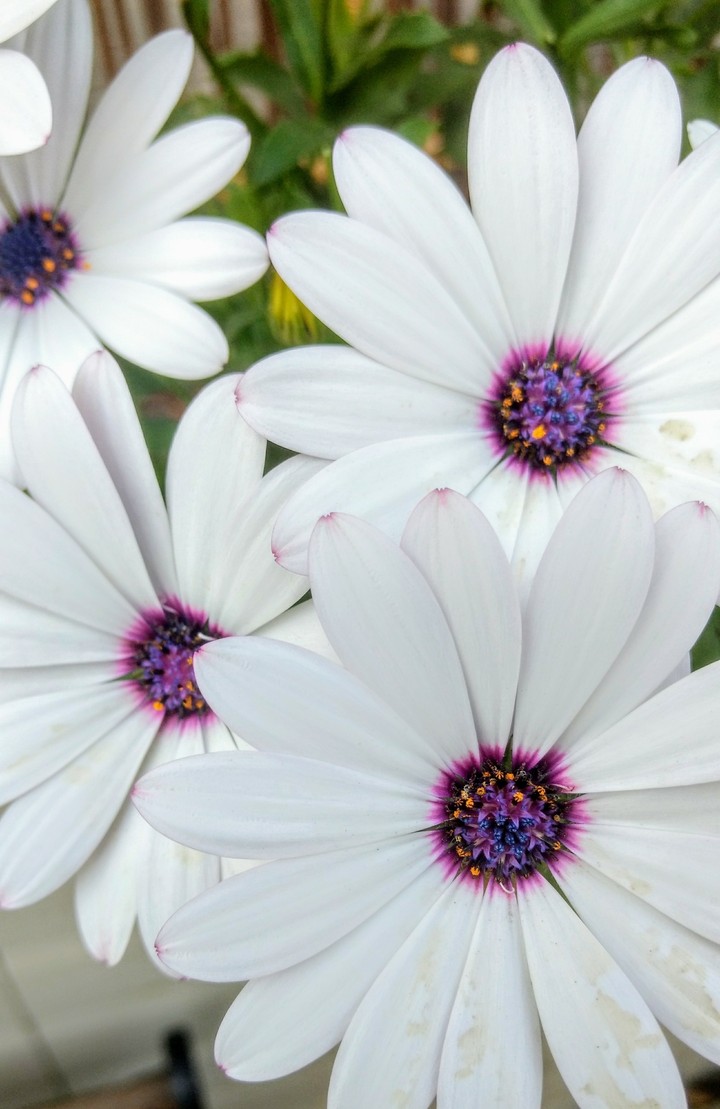 Daises.