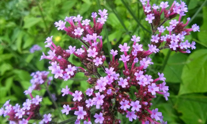 little flower