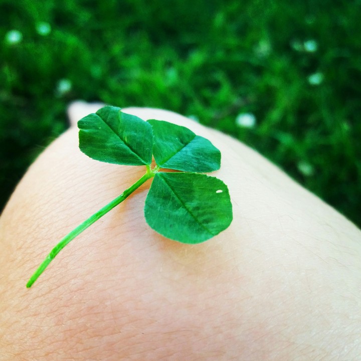 3 leaf clover on my knee