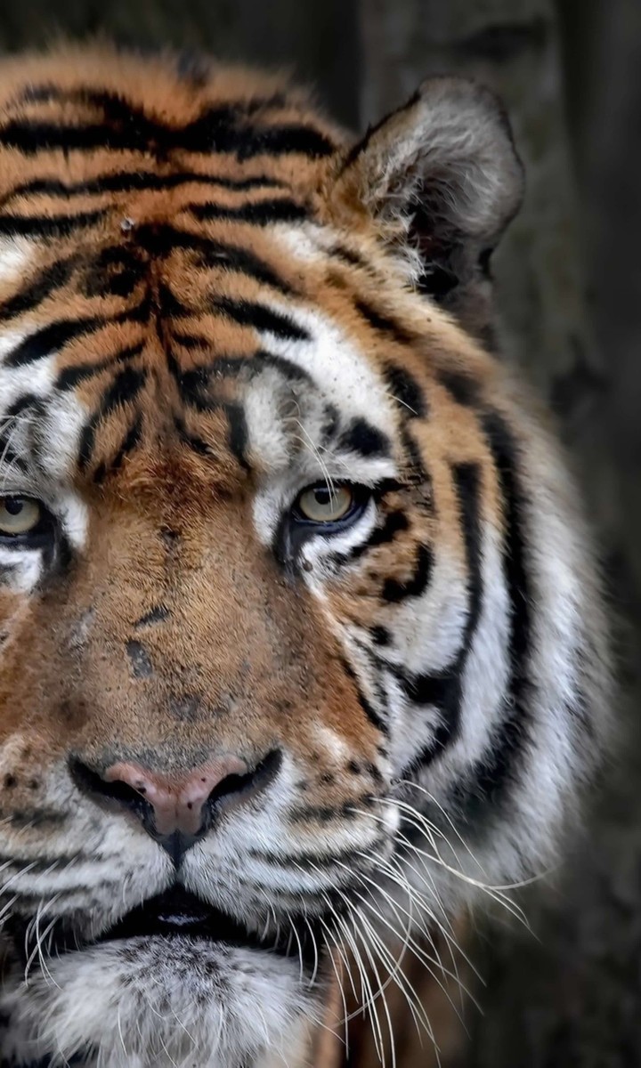 tiger