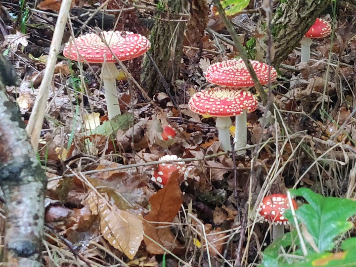 Red Mushroom