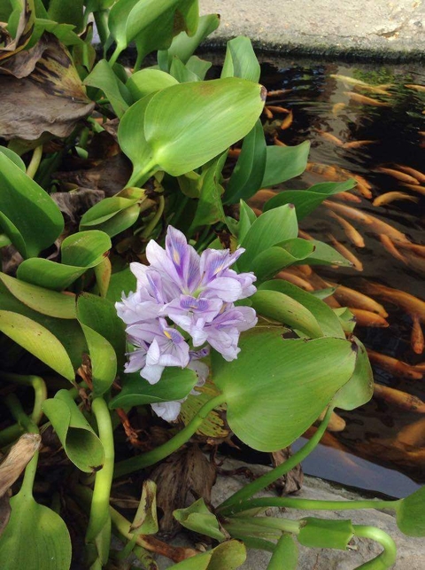 hình nền hyacinth, grass