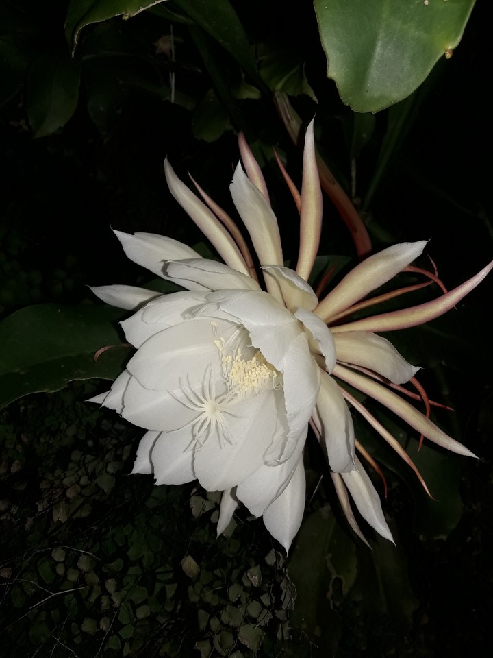 nightly bloom