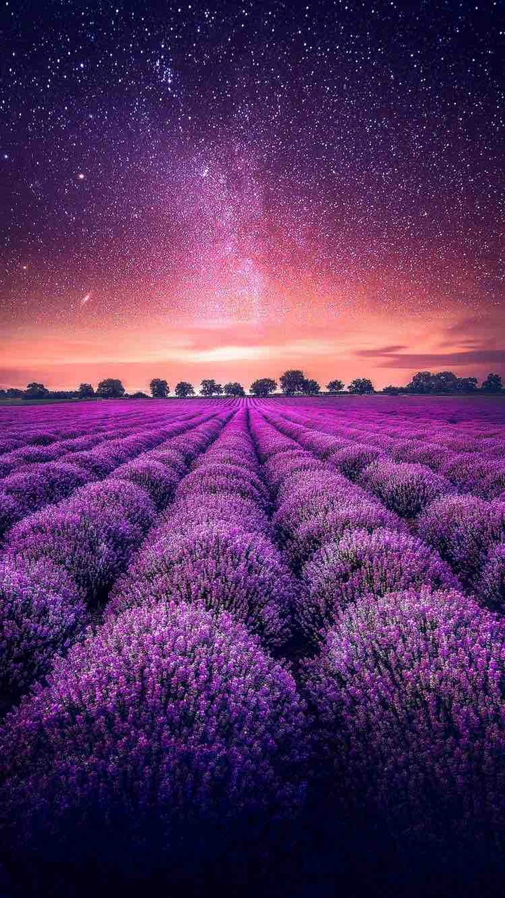 Violet Field