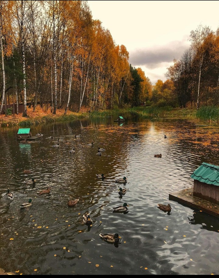 красота осени ) фото не мое