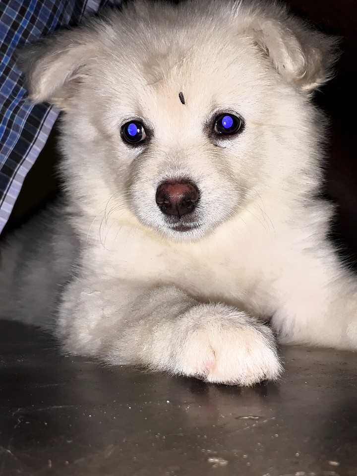 my puppy