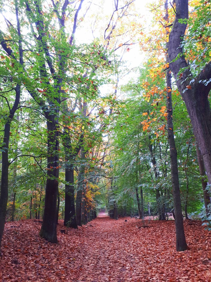 Autumn, Holland