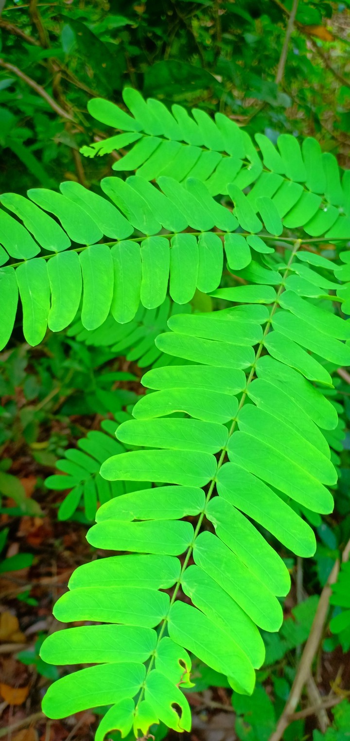 go green