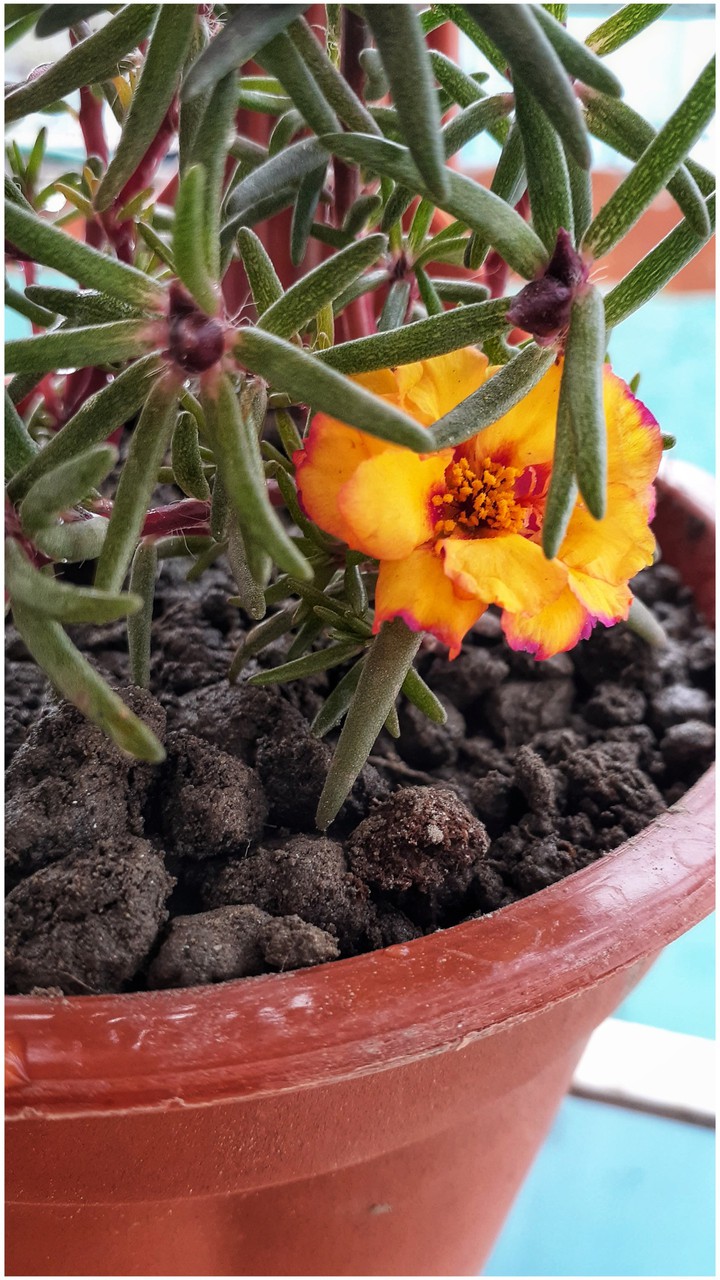 flower
