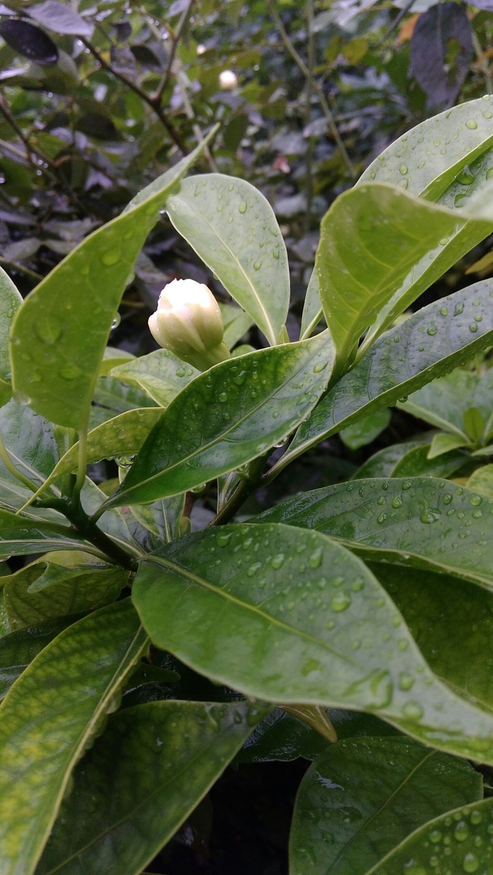 just clicked the nature!