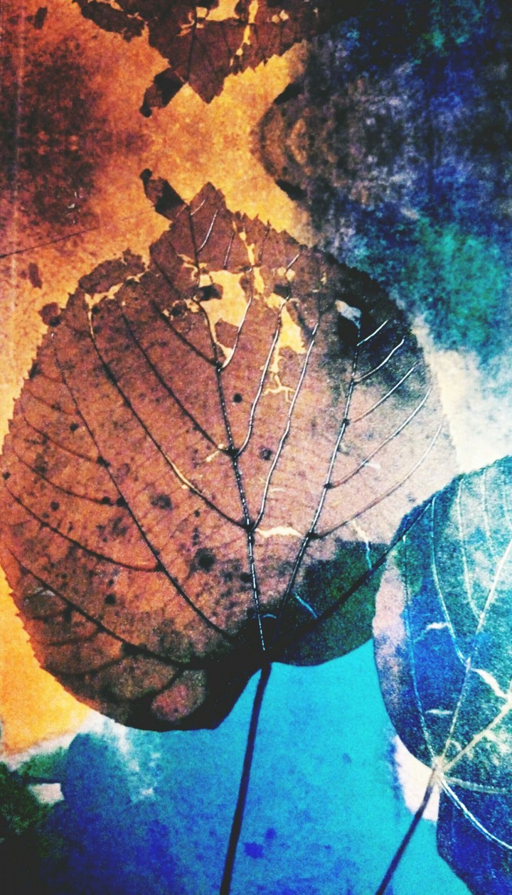 Leaves