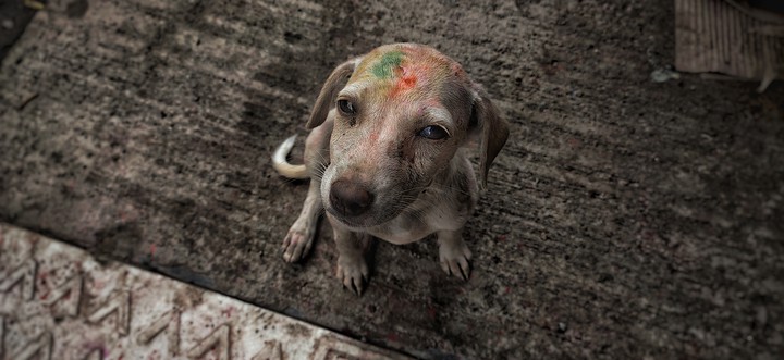 Street Dogs