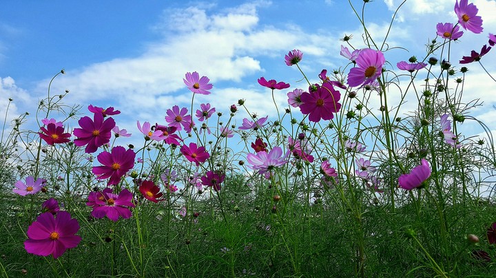 cosmos