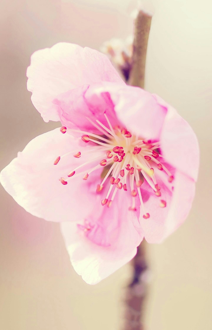 flowers are not a stupid plants