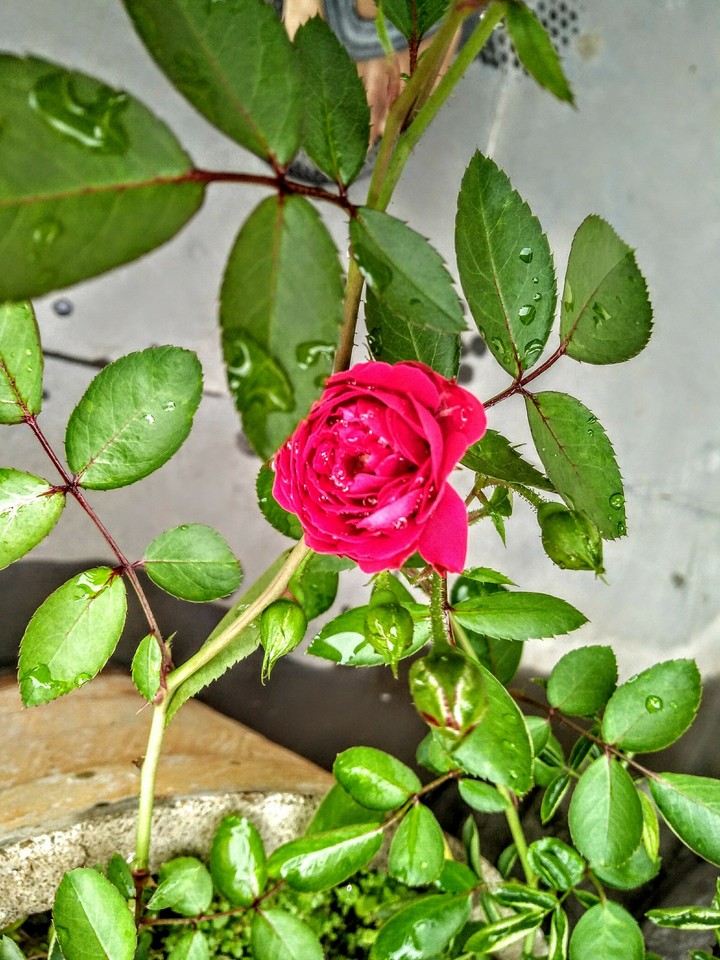 Rose