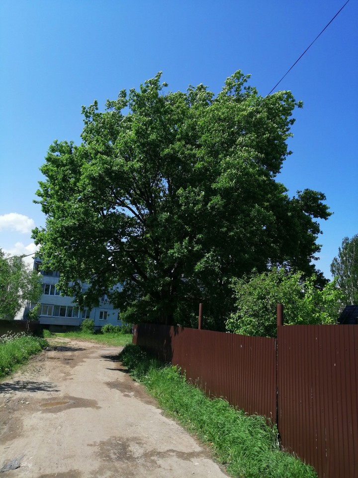 Дуб