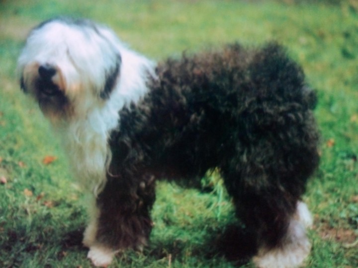 Ein schöner Hund.