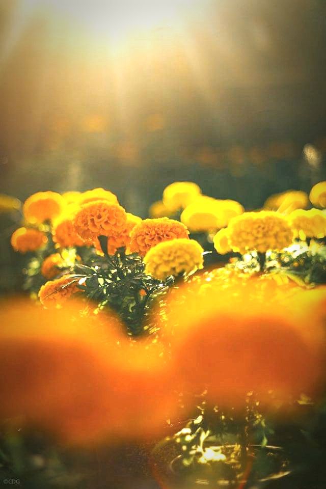 cempazuchil flor Méxicana día de muertos