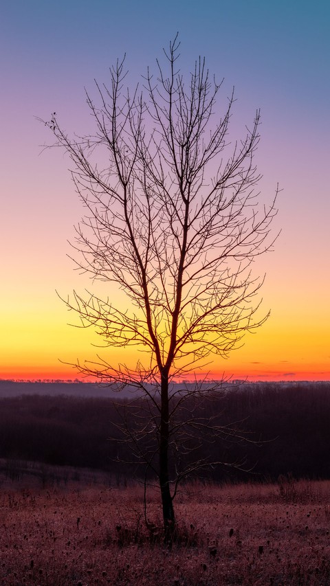 tree alone