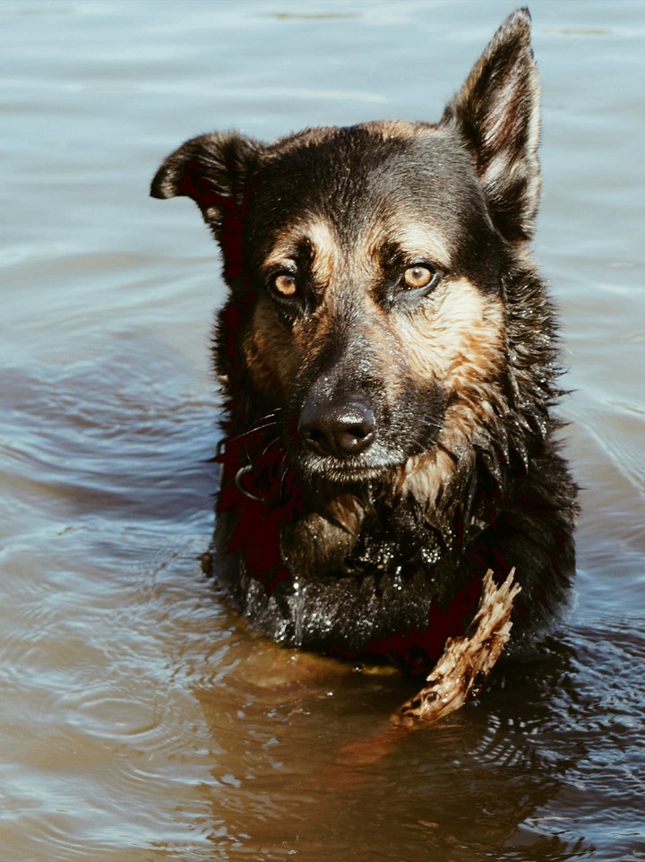 Water Dog