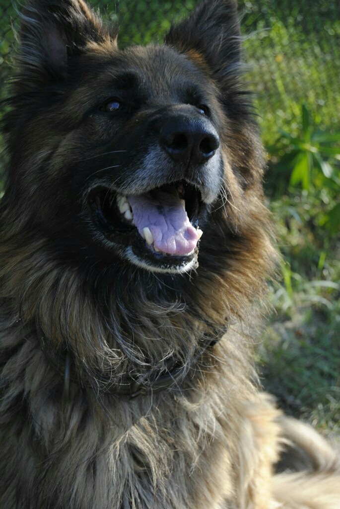 lovely dog