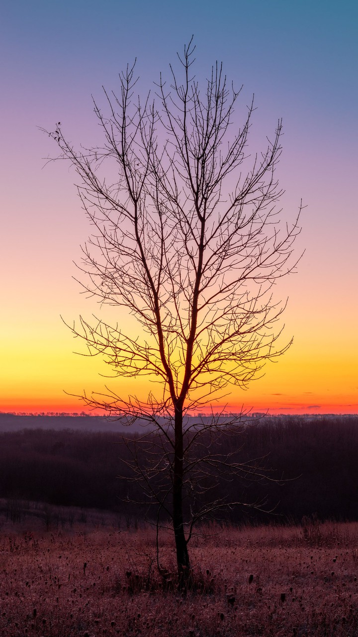 tree alone