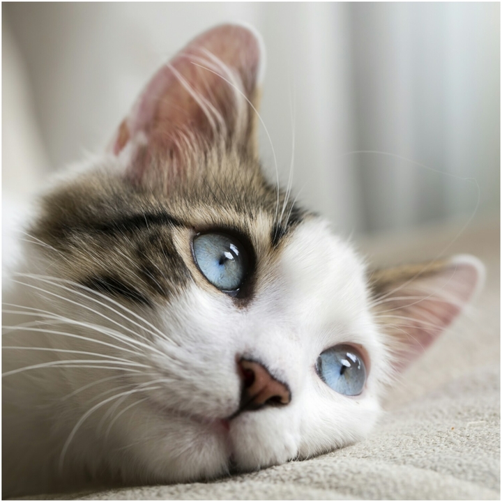 cute cat