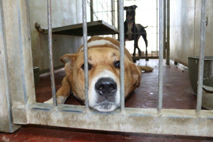 Arthur, #Rehovot Loves Animals