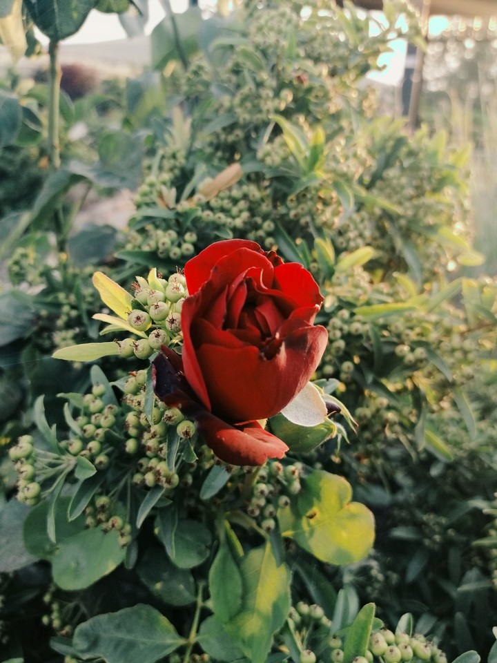 red rose