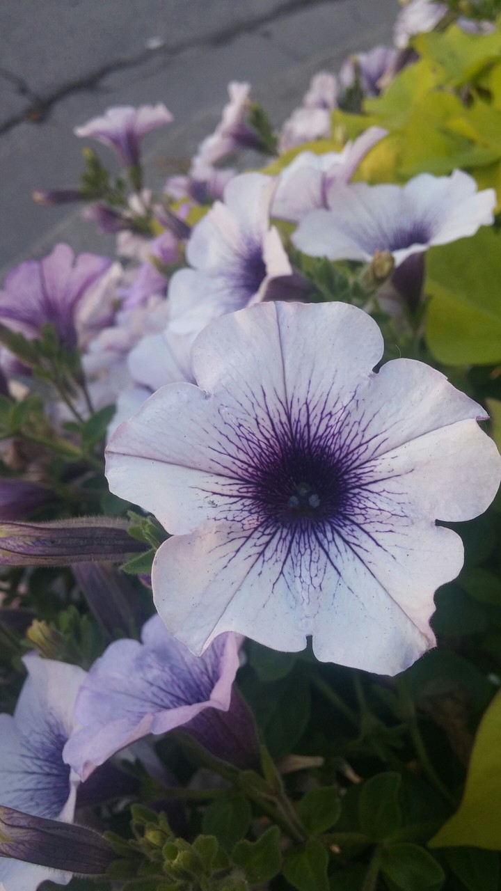 Fleur