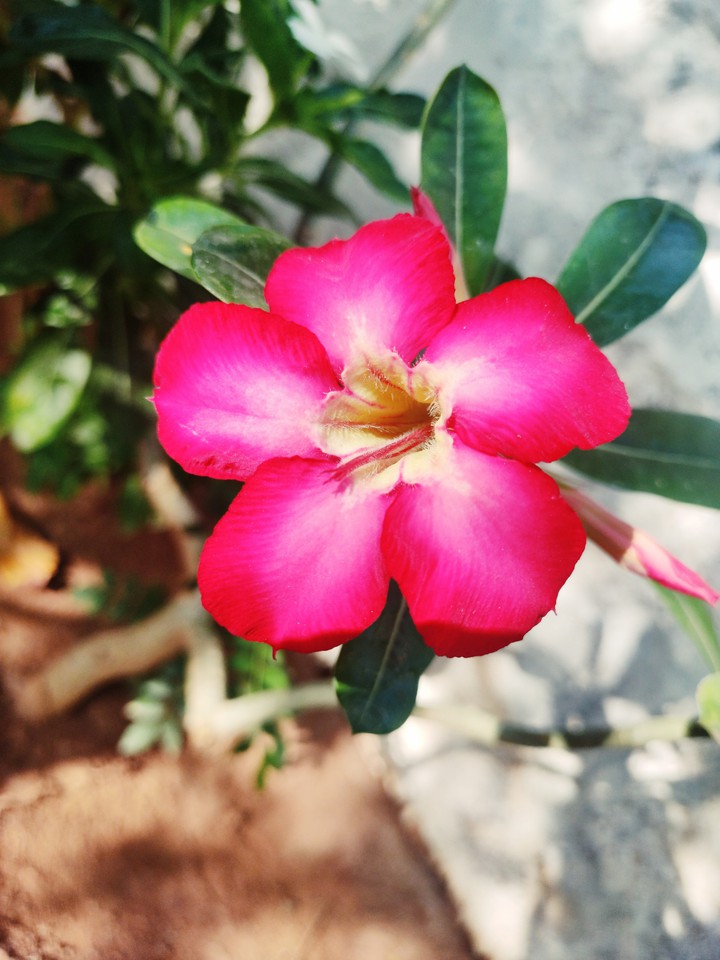 flower