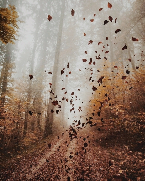 autumn