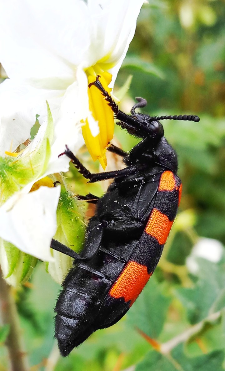 insect