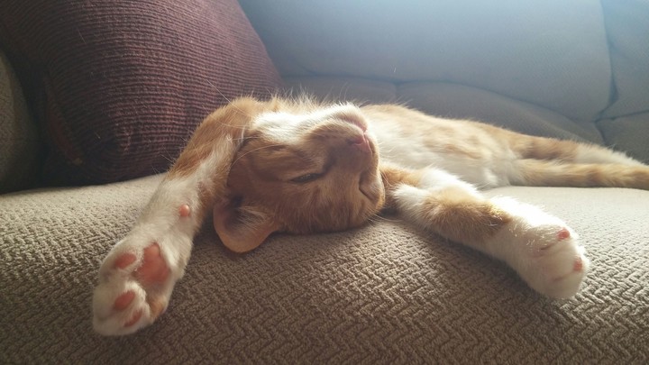 my cat broke