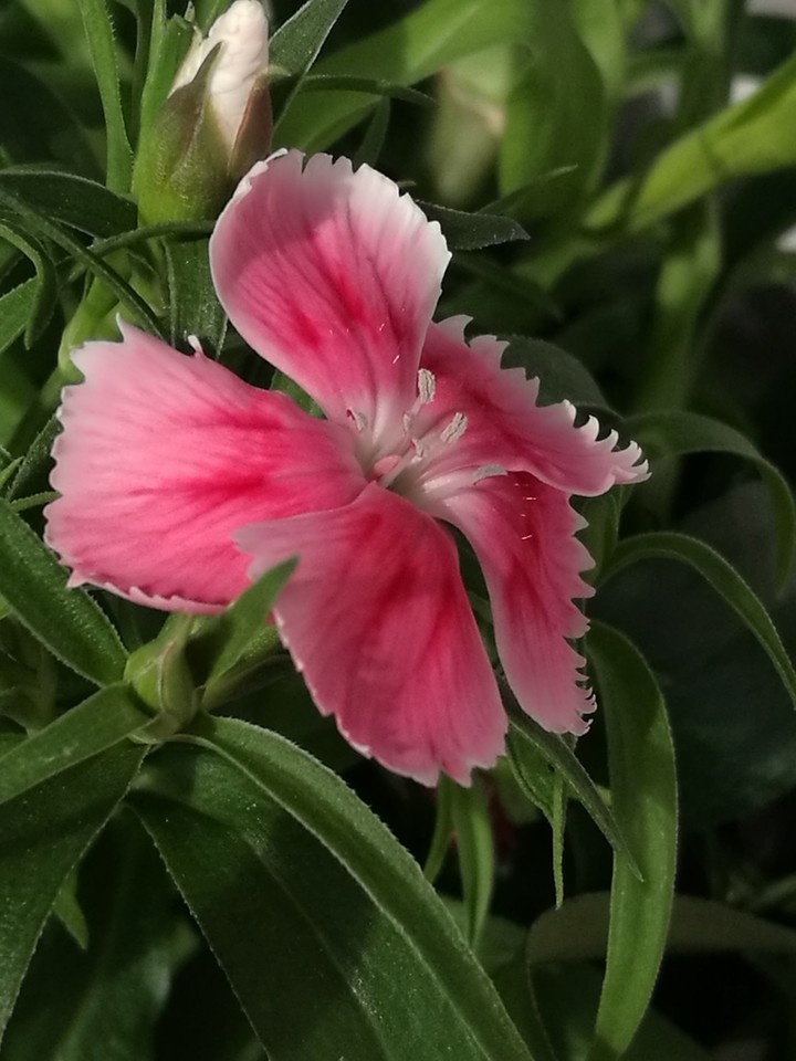 my Carnation