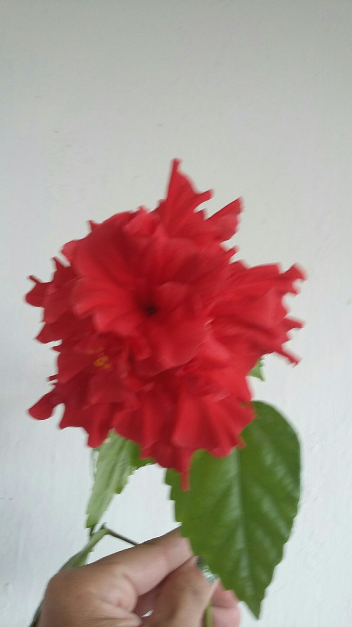 virágom