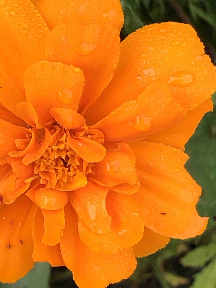 summer marigold