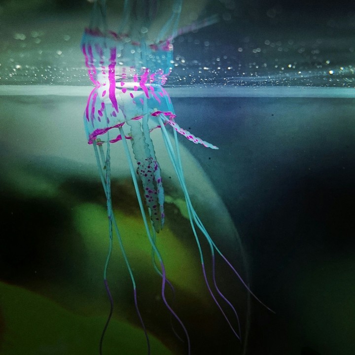 Medusa in Aquarium