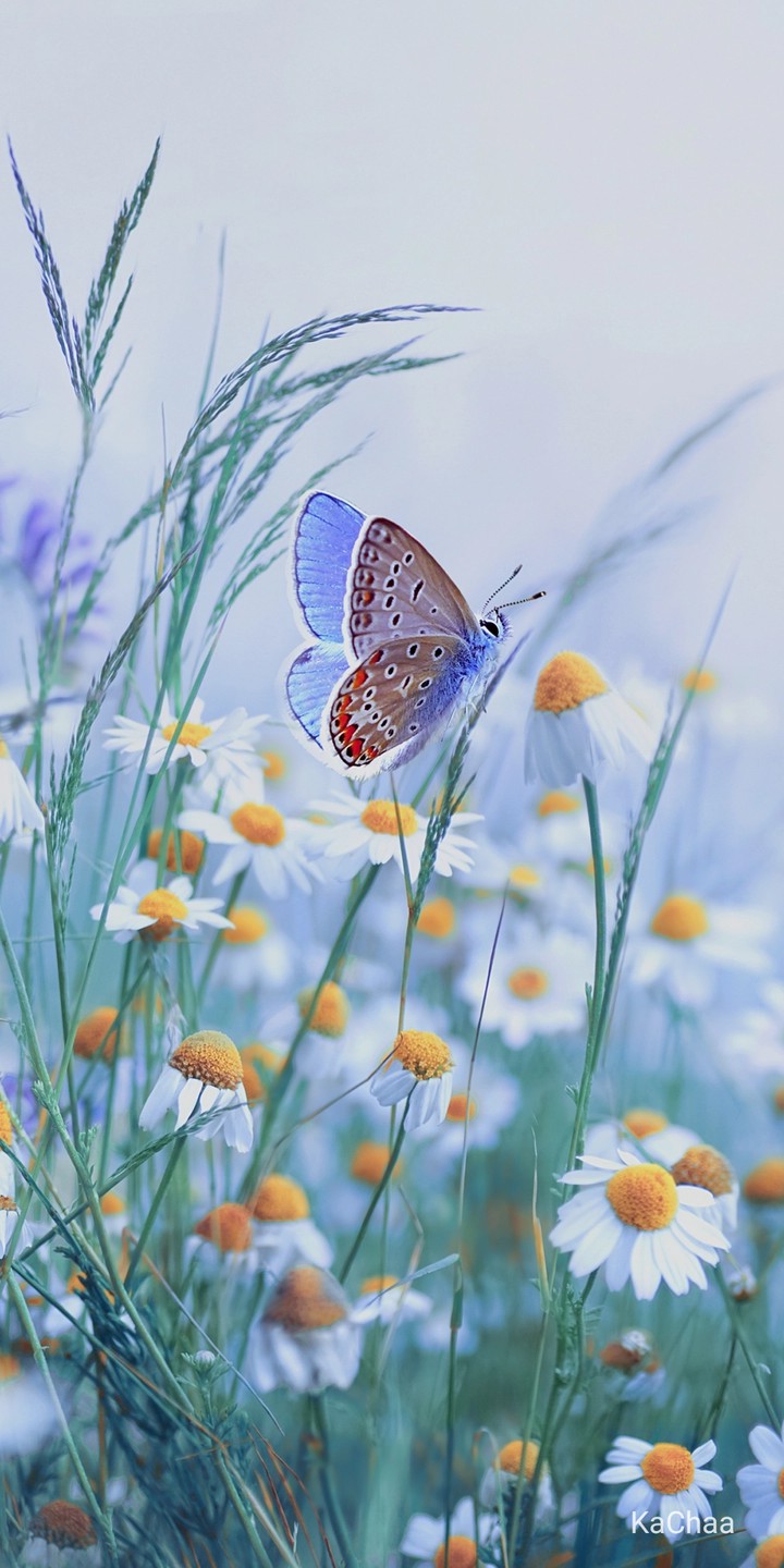 beautiful butterfly
