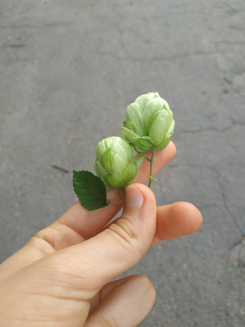 хмель