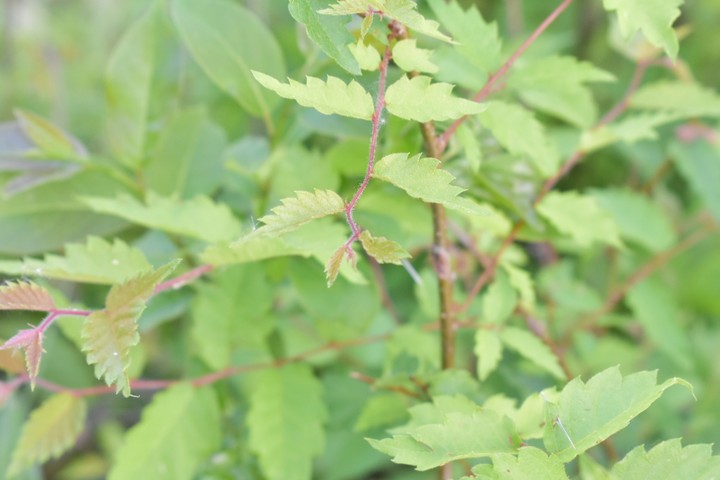 serrated leaf
