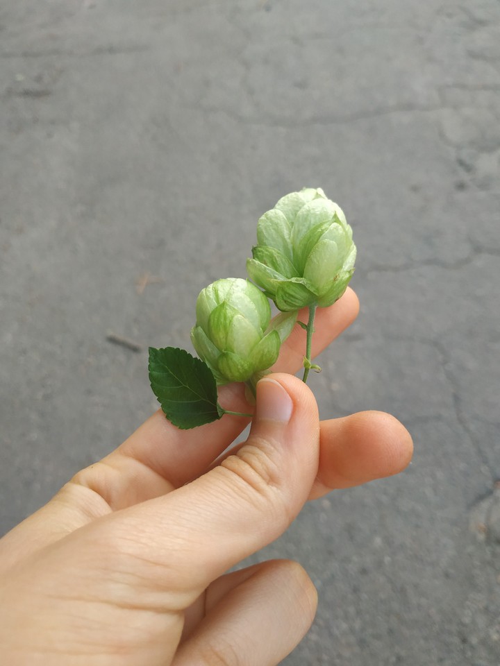хмель