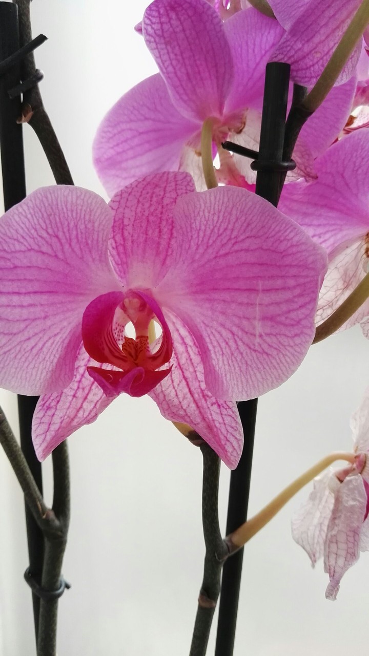 orchid